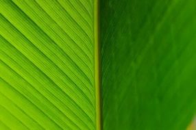 植物贴图09201076