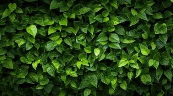 植物贴图09201075
