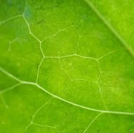 植物贴图09201088