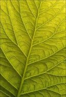 植物贴图09201087