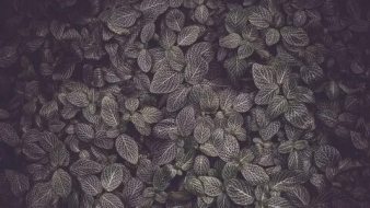 植物贴图09201086