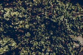 植物贴图09201093