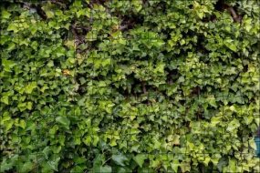 植物贴图09201092