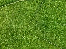 植物贴图09201099