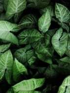 植物贴图09201117