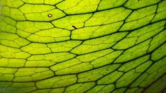 植物贴图09201118