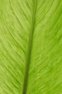 植物贴图09201136