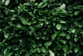 植物贴图09201134