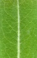 植物贴图09201139