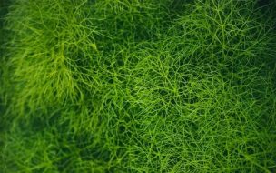 植物贴图09201202