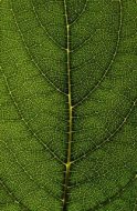 植物贴图09201203