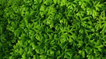 植物贴图09201205