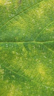 植物贴图09201375