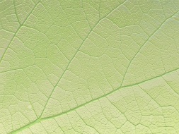 植物贴图09201379