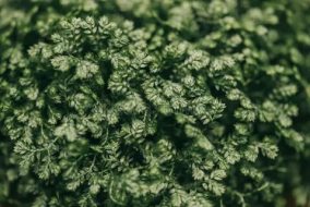 植物贴图0920960
