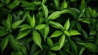 植物贴图0920973