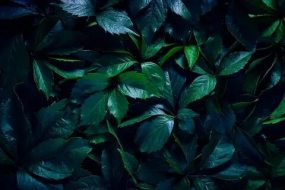 植物贴图0920976