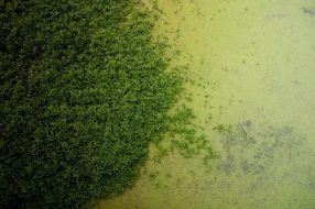 植物贴图09201008