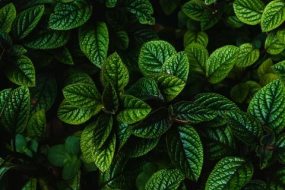 植物贴图09201006