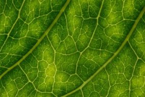 植物贴图09201059