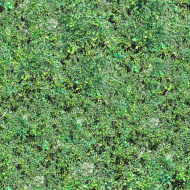 植物贴图09201391