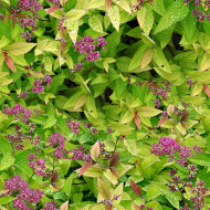 植物贴图09201398