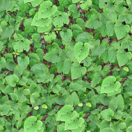 植物贴图09201404