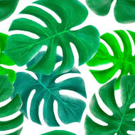 植物贴图09201414