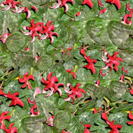 植物贴图09201416