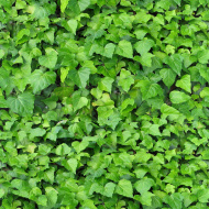 植物贴图09201445