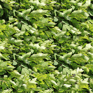 植物贴图09201446