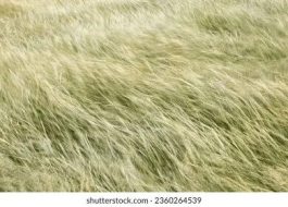 植物贴图09201453