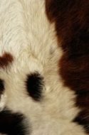 动物贴图0920537