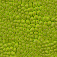 植物贴图09201486
