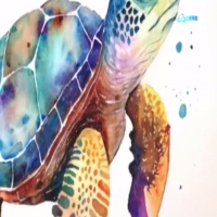 水彩海龟绘画教程