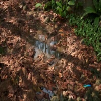 UE5 热带雨林资产包